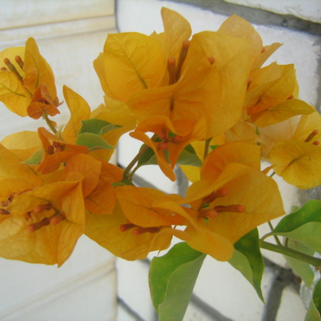Бугенвиллия Golden tango (в горшке, молодое растение)