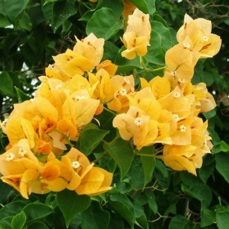 Бугенвиллия Golden tango (в горшке, молодое растение)