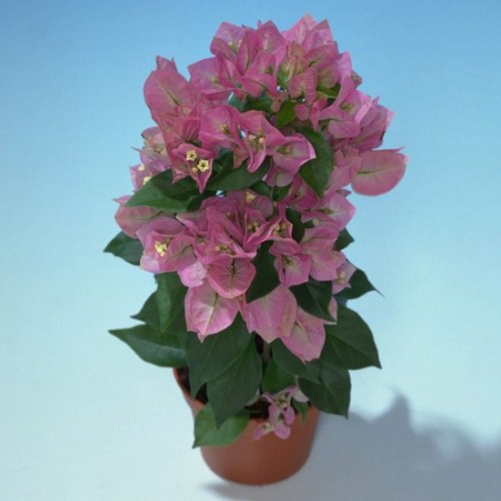 Бугенвиллия Australion pink (в горшке, молодое растение)
