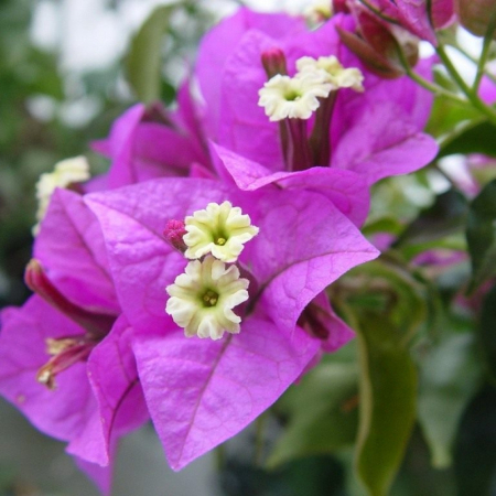 Бугенвиллия Glabra violett (в горшке, молодое растение)