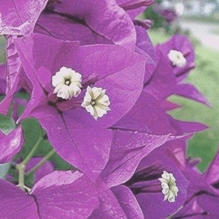 Бугенвіллія Glabra violett (у горщику, молода рослина)