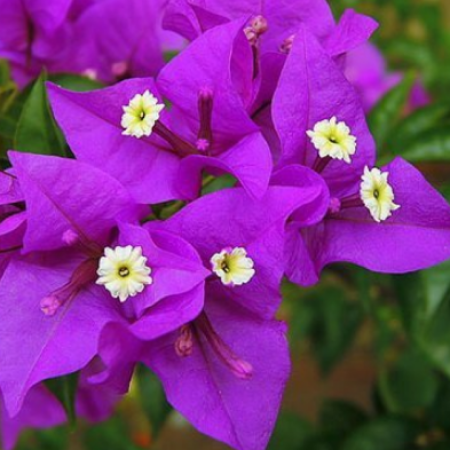 Бугенвиллия Glabra violett (в горшке, молодое растение)