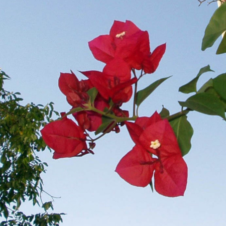 Бугенвиллия Rubiana (в горшке, молодое растение)