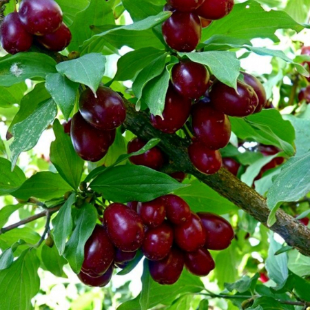 Кизил Костя (Трехлетний, привит, ОКС)