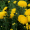 Хризантема Креміст жовтий (Саджанці (на зріз))