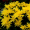 Хризантема Kodiak yellow (Саженцы в горшке)