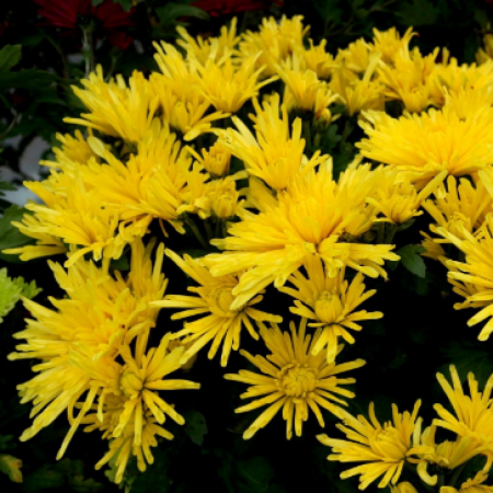 Хризантема Kodiak yellow (Саженцы в горшке)