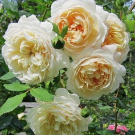 Роза Крокус роуз (Однорічний, ГКС)