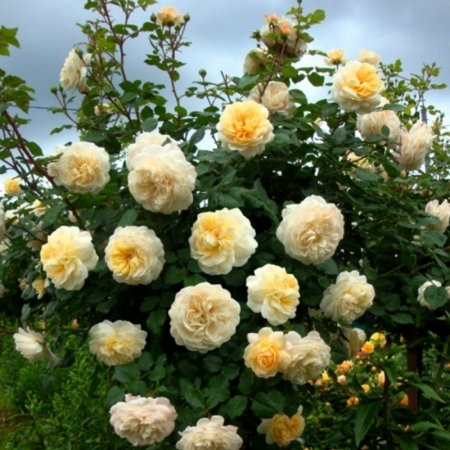 Роза Крокус роуз (Однолетний, ОКС)