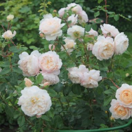 Роза Крокус роуз (Однорічний, ГКС)