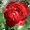 Троянда Травіату (Однорічний, ГКС)