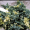 Можжевельник чешуйчатый Флореант (10-15 см, ЗКС)