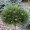 Сосна чёрная Хорнибрукиана (штамб, 50 см, ЗКС)