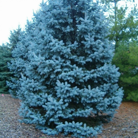 Ялина блакитна (10-15 см, ЗКС)