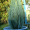 Кипарисовик Лавсона Блум (20-30 см, горшок С2)