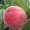 Персик Розовый фламинго (Однолетний, ОКС)
