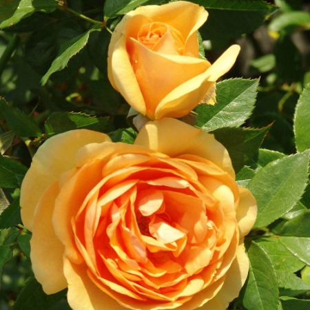 Роза Южная Африка (однолетний, ОКС)