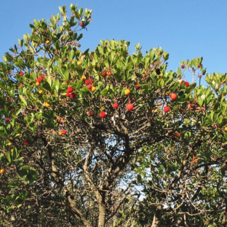 Арбутус Земляничное дерево (50-60 см, ЗКС)