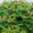 Айлант Высочайший, Ясень китайский (40-50 см, ОКС)