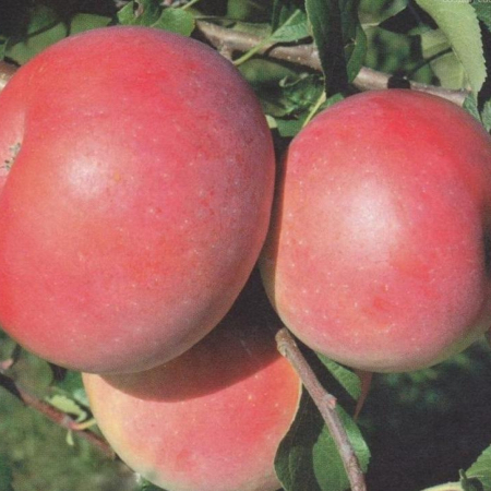 Яблоня Ятака (Трехлетний, ОКС)