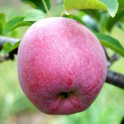 Яблоня Флорина (Двухлетний, ОКС)