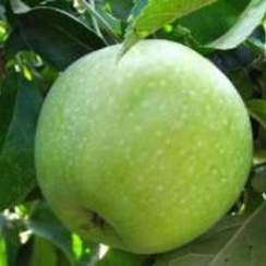 Яблоня Симиренко (Трехлетний, ОКС)