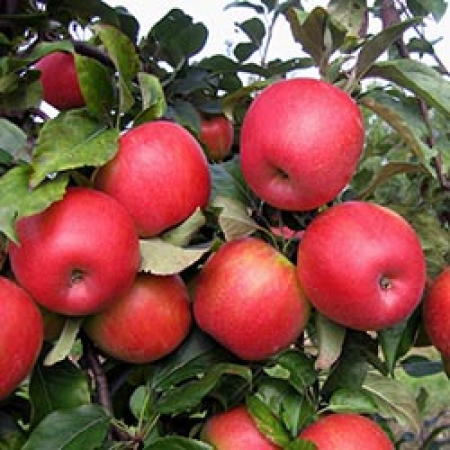 Яблоня Хоней Крисп (Трехлетний, ОКС)