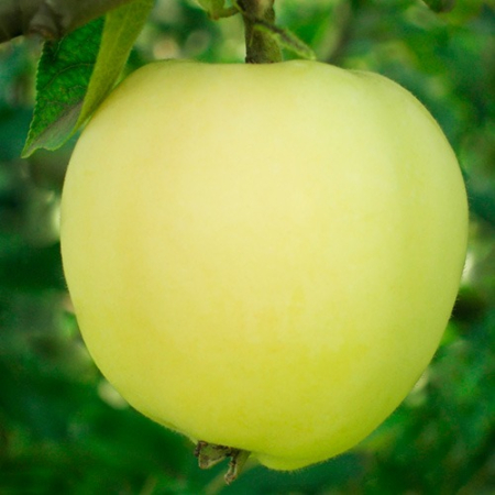 Яблоня Сильвия (Трехлетний, ОКС)