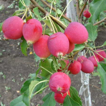 Яблоня Райка (Трехлетний, ОКС)