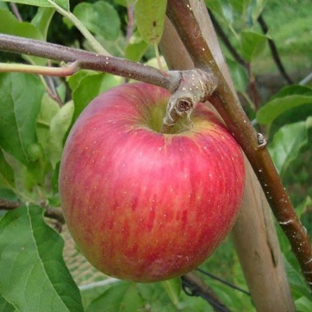 Яблоня Пирос (Трехлетний, ОКС)