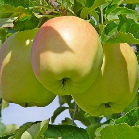 Яблоня Орион (Трехлетний, ОКС)