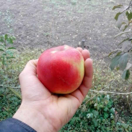 Яблоня Дельбар Жюбиле (Трехлетний, ОКС)