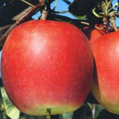 Яблоня Дарк Рубин (Трехлетний, ОКС)