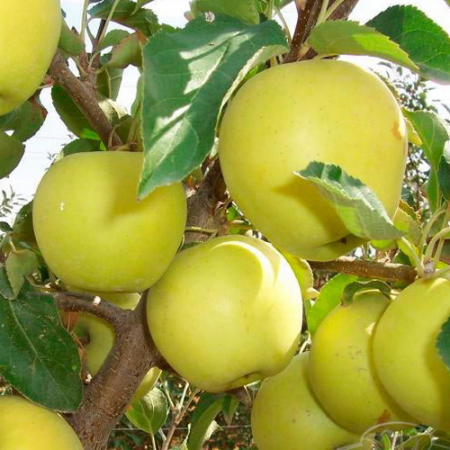 Яблоня Гринсливз (Трехлетний, ОКС)