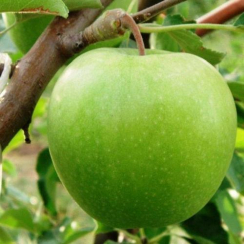 Яблоня Гренни Смит (Трехлетний, ОКС)