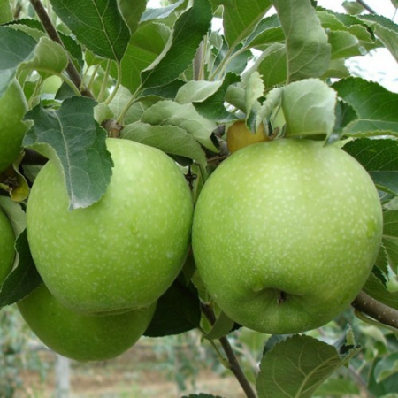 Яблоня Гренни Смит (Трехлетний, ОКС)