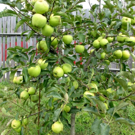 Яблоня Гренни Смит (Трехлетний, ОКС)