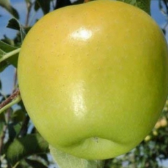 Яблоня Голден Рейнджерс (Трехлетний, ОКС)