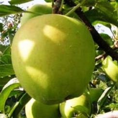 Яблоня Гибсон (Трехлетний, ОКС)