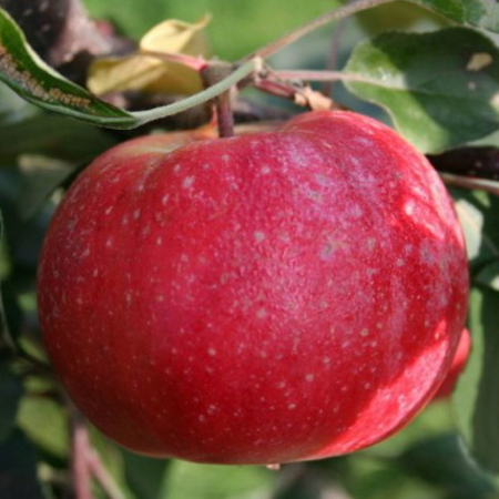 Яблоня Байя Мариса (Трехлетний, ОКС)