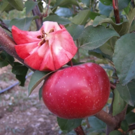 Яблоня Байя Мариса (Трехлетний, ОКС)