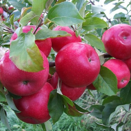 Яблоня Айдаред (Трехлетний, ОКС)