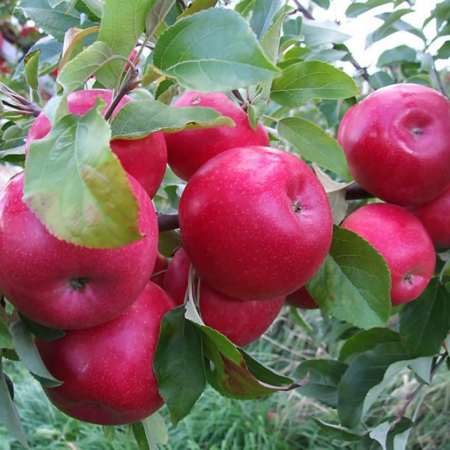 Яблоня Айдаред (Трехлетний, ОКС)