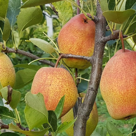 Груша Киргизская (Трехлетний, ОКС)