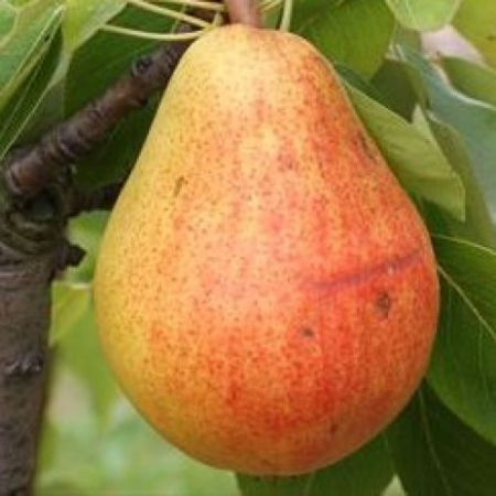 Груша Любимица Клаппа (Трехлетний, ОКС)