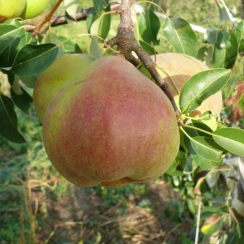Груша Николай Крюгер (Двухлетний, ОКС)