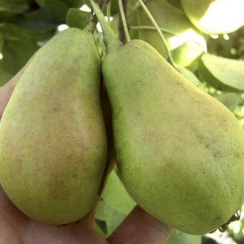 Груша Кюре (Трехлетний, ОКС)