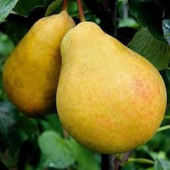 Груша Лимонка (Двухлетний, ОКС)