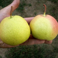 Груша Десертная (Двухлетний, ОКС)