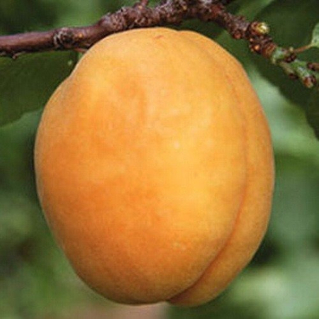 Абрикос Ананасный (Трехлетний, ОКС)
